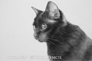 Good Black Cat Pencil Drawing Techniques for Beginners Pencil Drawing - Black Cat On Behance Pics