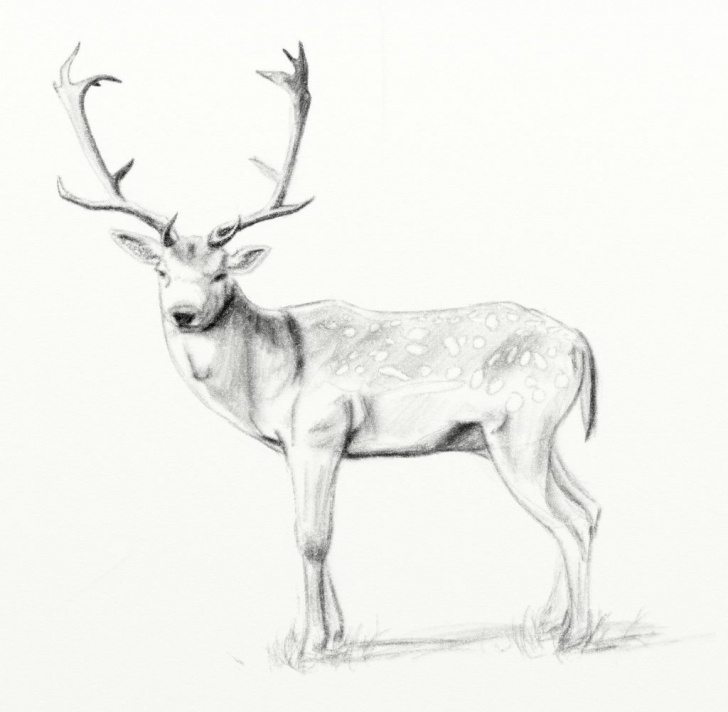 Good Deer Pencil Sketch Ideas Deer Pencil Drawings At Paintingvalley | Explore Collection Of Photo