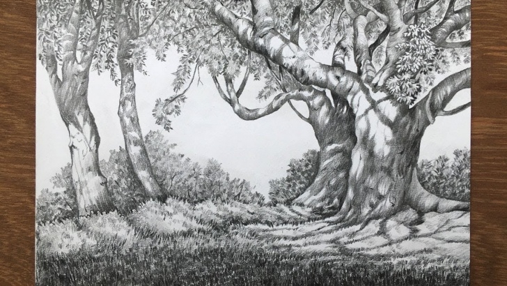 Good Forest Pencil Sketch Tutorial Landscape Drawing In Pencil | Forest Drawing | Pencil Sketch Photos