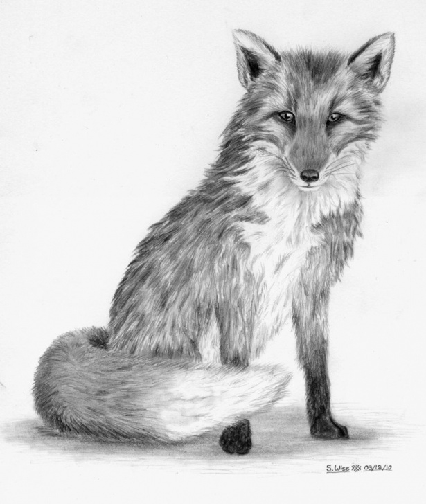 Good Fox Pencil Drawing Tutorials Pin By Ellen Bounds On Graphite Pencil Drawings Of Fox In 2019 Image
