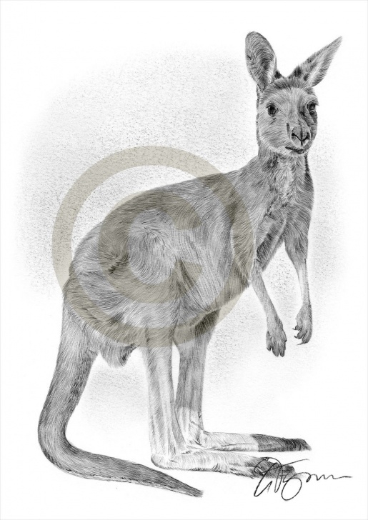 Good Kangaroo Pencil Drawing Easy Kangaroo Pencil Sketch And Kangaroo Pencil Drawing Print Animal Art Image