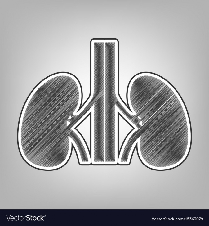 Good Kidney Pencil Drawing Ideas Human Anatomy Kidneys Sign Pencil Sketch Photo