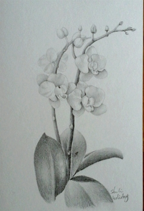 Good Orchid Pencil Drawing Techniques Orchid Pencil Drawing At Paintingvalley | Explore Collection Of Pics