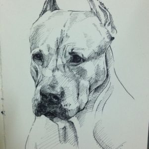 Pitbull Drawings In Pencil