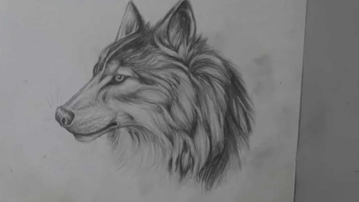 Good Wolf Pencil Art Techniques Pencil Drawing Of A Wolf - Long Version Pic