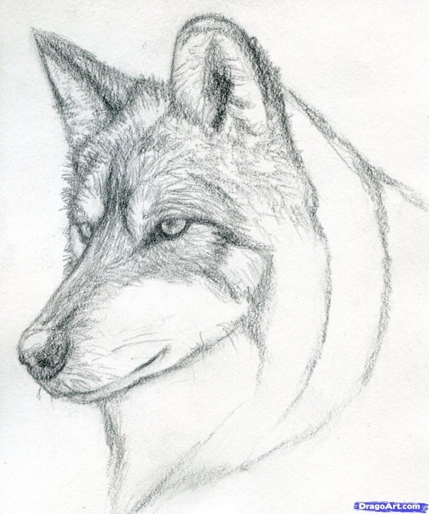 Good Wolf Pencil Art Tutorial Easy Pencil Drawings Step By Step Wolf Learn How To Draw A Wolf Head Picture