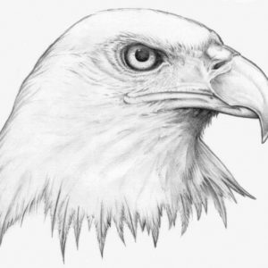 Animal Drawing Pencil