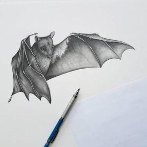 Bat Pencil Drawing