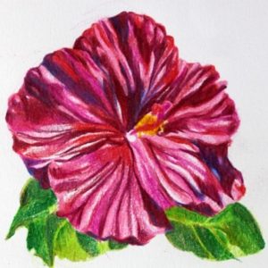 Colored Pencil Flower Drawings