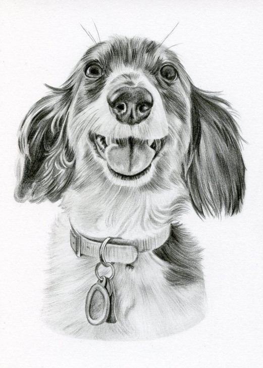 Gorgeous Dog Pencil Art Easy Custom Pencil Drawing, Size 5 X 7, Custom Pet Portrait, Custom Pet Drawing, Dog Art, Dog Portrait, Dog Pencil Drawing, Graphite, Pet Art Image