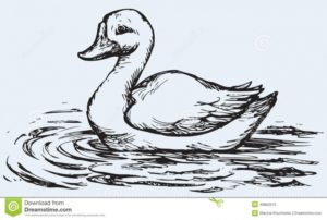 Gorgeous Duck Pencil Drawing Tutorials Duck Pencil Sketch At Paintingvalley | Explore Collection Of Pic