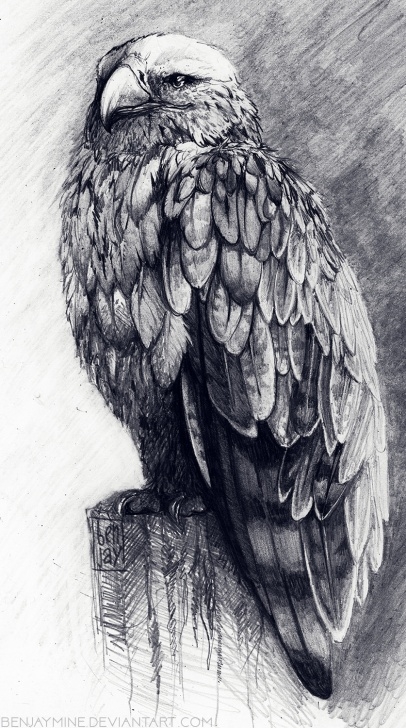 Gorgeous Eagle Pencil Art Step by Step Steppe Eagle, Pencil, A4 : Art Pics