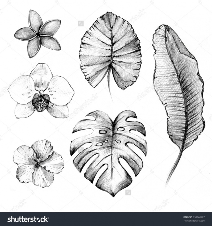 Gorgeous Floral Pencil Drawings Tutorials Floral Pencil Drawings And Floral Pencil Sketches Floral Pencil Photos