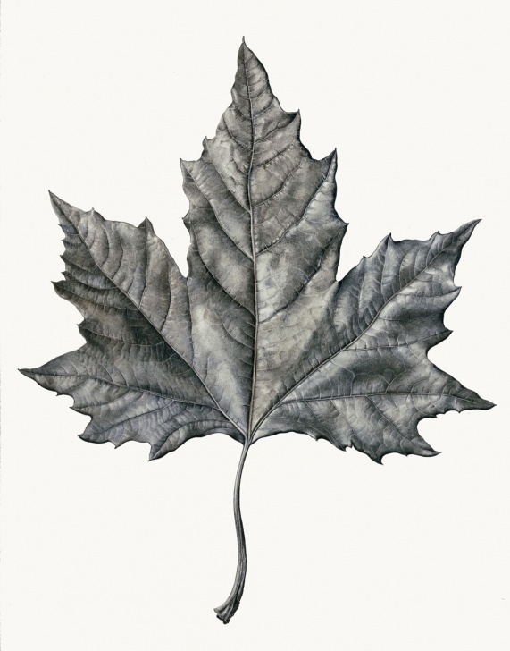 Gorgeous Leaf Drawings In Pencil Simple Graphite Drawing Of Maple Leaf | Rosie Sanders … | Bordados | Graph… Pic