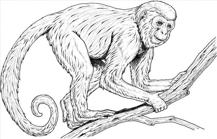 Gorgeous Pencil Sketch Of Monkey Easy Realistic Pencil Pencil Sketch Of Monkey Sketch Of Monkey Realistic Pictures