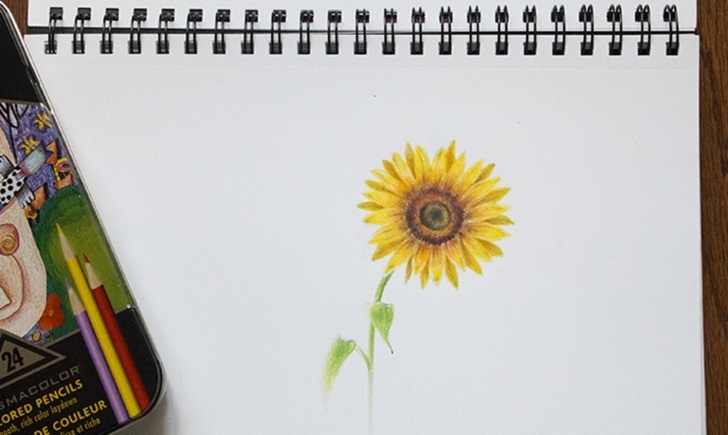 Gorgeous Sunflower Colored Pencil Techniques for Beginners Learn To Draw A Sunflower With Colored Pencils Pic
