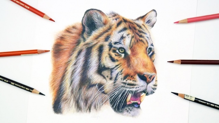 Incredible Animal Colored Pencil Drawings Step by Step How To Draw A Realistic Tiger | Colored Pencil Tutorial Images