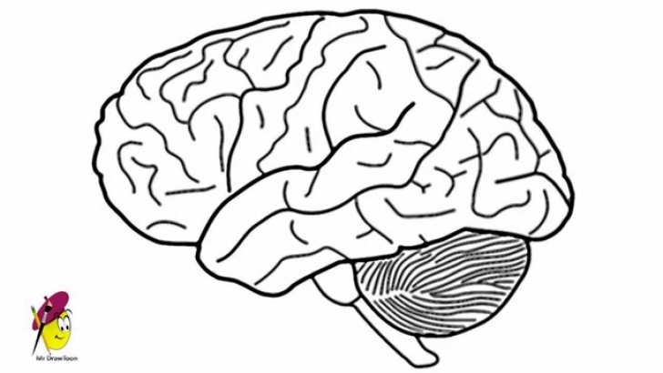 Incredible Brain Pencil Drawing for Beginners How To Draw A Brain Pic