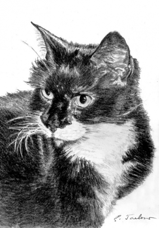 Incredible Cat Pencil Art Simple Black And White Cat Pencil Art, Tuxedo Cat Drawing Print, Cat Portrait Art Print, Cat Art, Black And White Cat Drawing By P. Tarlow Picture