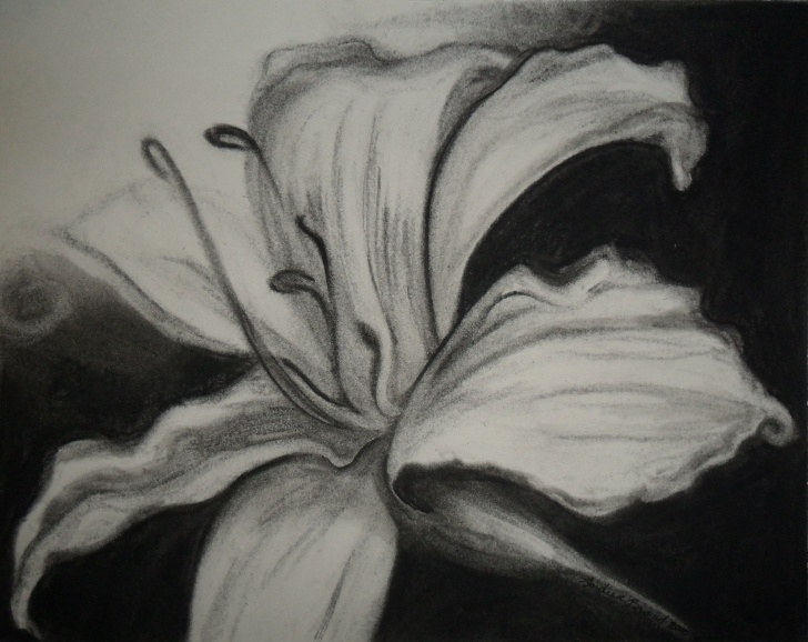 Incredible Charcoal Flower Drawings Lessons Image Detail For -Charcoal On Paper | Art- Drawing/painting Flowers Picture