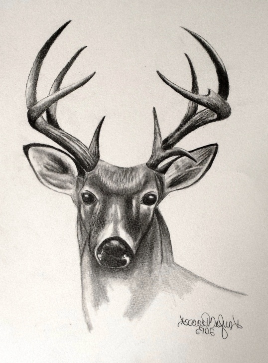 Incredible Deer Pencil Sketch Step by Step Deer Sketch Drawing At Paintingvalley | Explore Collection Of Images