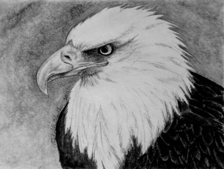 Incredible Eagle Pencil Art Courses Eagle Pencil Drawing | Michelle's Drawings | Pencil Drawings Image