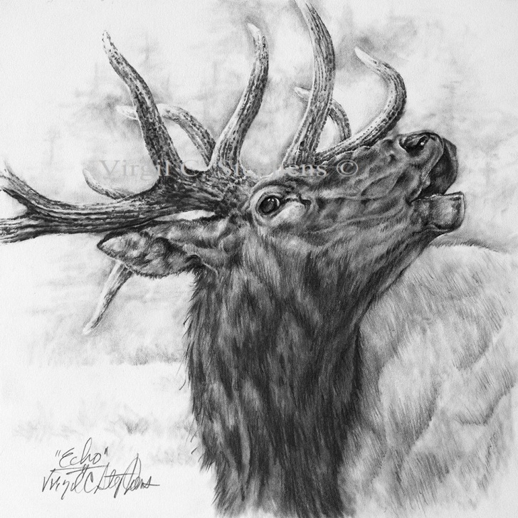 Incredible Elk Pencil Drawings Step by Step Elk, Echo, Pencil Drawing Of The Majestic Rocky Mountain Elk In The Wilderness, S/n Limited Edition Print Pictures