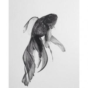 Goldfish Pencil Drawing