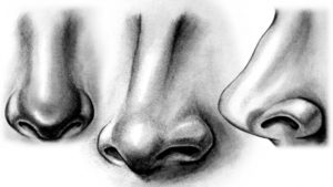 Incredible Nose Pencil Sketch for Beginners How To Draw A Realistic Nose | Drawing/painting | Realistic Drawings Pictures