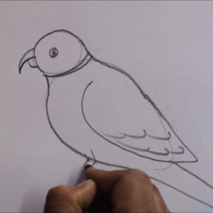 Parrot Pencil Sketch