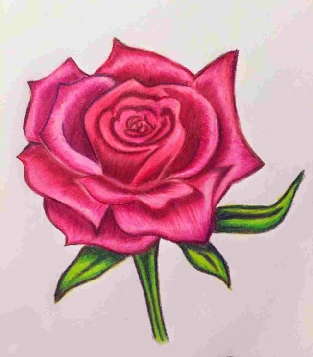 Incredible Rose Color Pencil Drawing Ideas Rose Drawing In Color At Paintingvalley | Explore Collection Of Photo