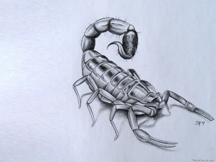 Incredible Scorpion Pencil Drawing Free Scorpion Pencil Sketch And D-Scorpion-Tattoo-Designs- | Art Drawings Images
