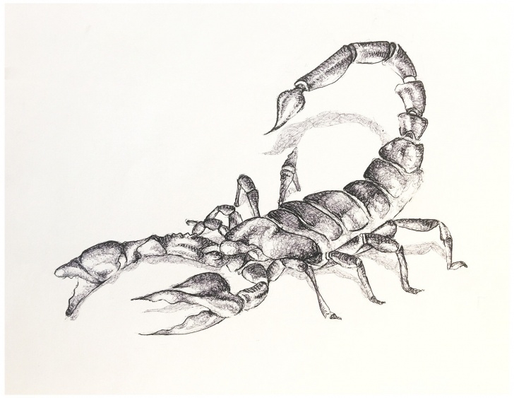Incredible Scorpion Pencil Drawing Lessons Scorpion Pencil Sketch At Paintingvalley | Explore Collection Of Pictures