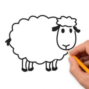 Sheep Pencil Drawing