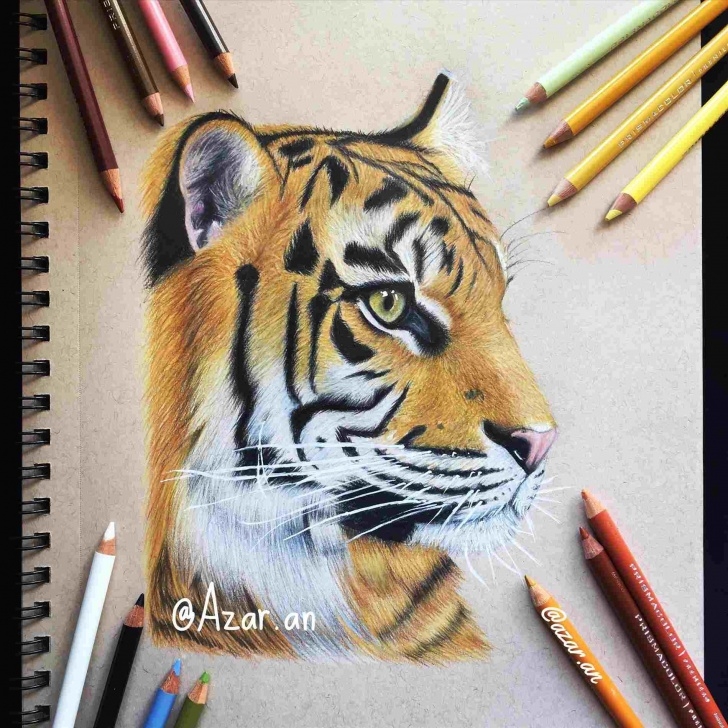 Incredible Tiger Colored Pencil Drawing Simple Realistic Colored Pencil Drawing Of A Tiger - Gigantesdescalzos Pics