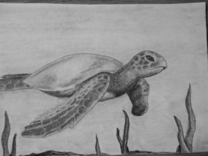 Incredible Turtle Pencil Drawing Lessons Turtle Pencil Drawing | Michelle's Drawings In 2019 | Pencil Image