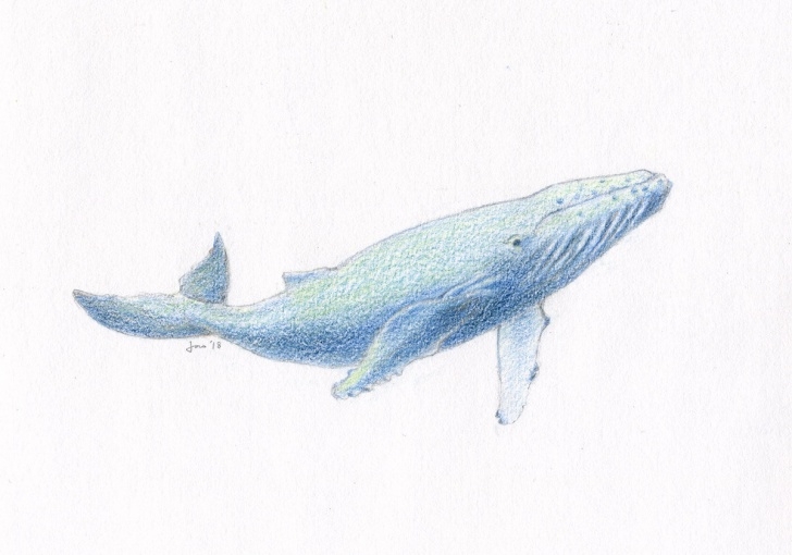 Incredible Whale Pencil Drawing Tutorial Original Young Humpback Whale - Colored Pencil Sketch Pictures