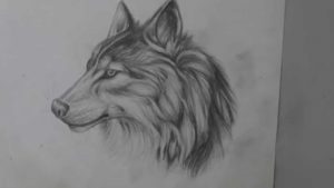 Incredible Wolf Drawings In Pencil Simple Pencil Drawing Of A Wolf - Long Version Pictures