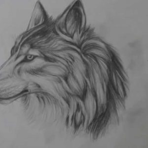 Wolf Drawings In Pencil