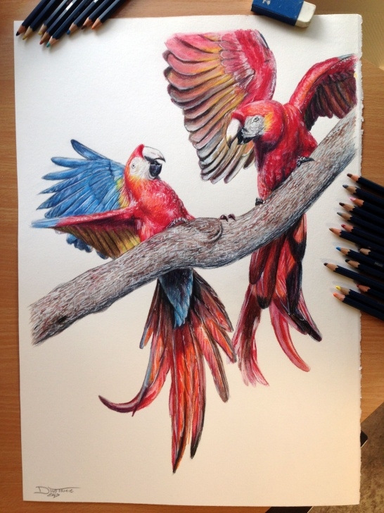 Inspiration Amazing Colored Pencil Drawings Tutorials Aras Color Pencil Drawing By Atomiccircus.deviantart On Images