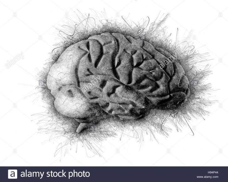 Inspiration Brain Pencil Drawing Ideas Brain Artistic Pencil Sketch Drawing Stock Photo: 126109652 - Alamy Photos