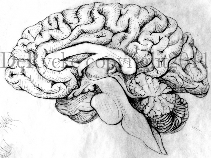 Inspiration Brain Pencil Drawing Ideas Brain Pencil Drawing At Paintingvalley | Explore Collection Of Pic