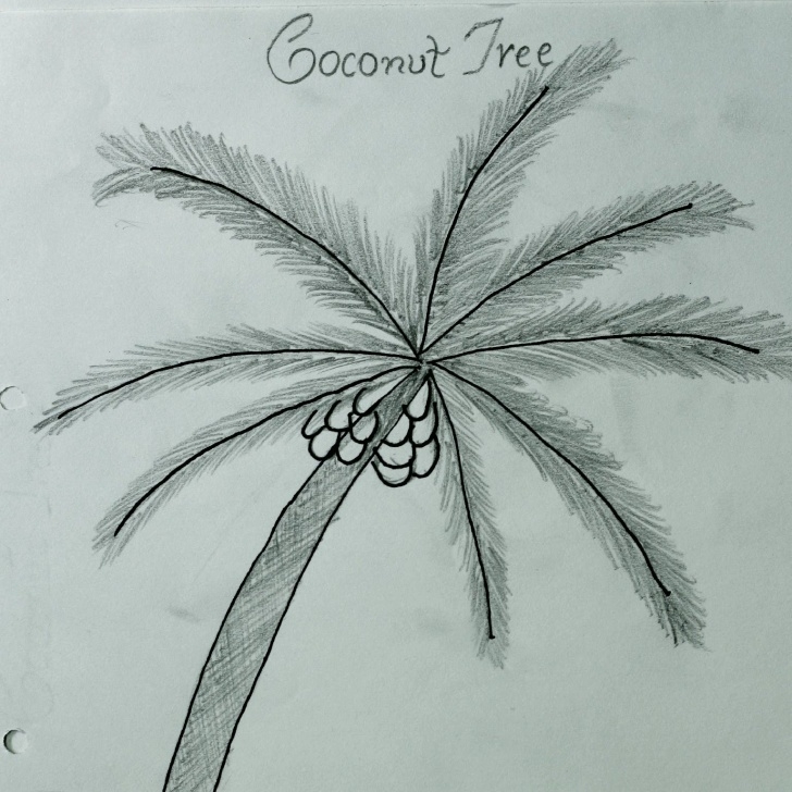 Coconut Tree Pencil Drawing | ProDrawingClub - Pencil Art Drawing