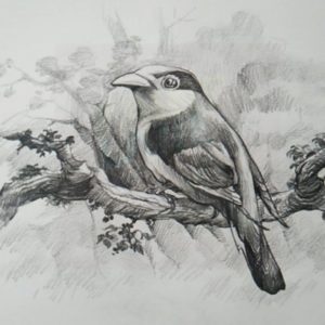 Drawing Pencil Shading