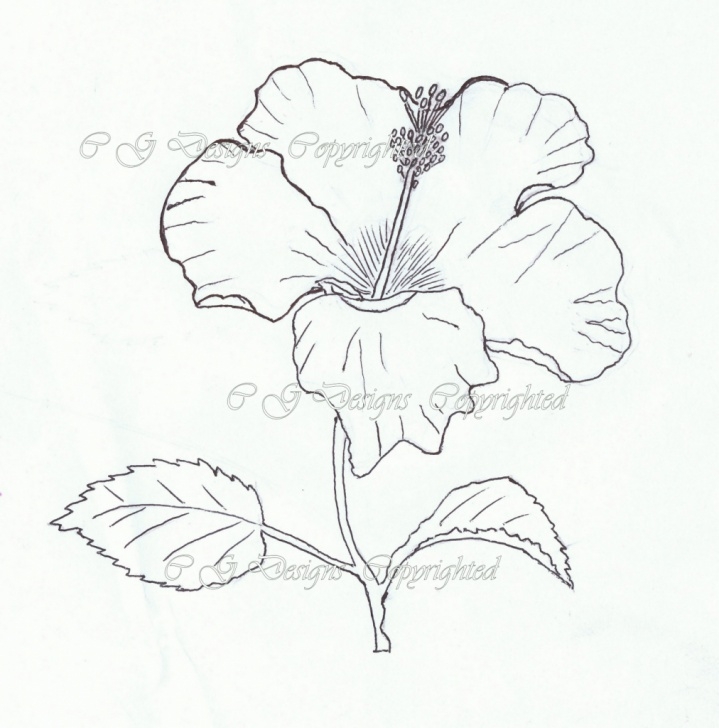 Inspiration Hibiscus Pencil Drawing Tutorials Pencil Sketch Of Hibiscus Flower And Hibiscus Flower Pencil Drawing Photo