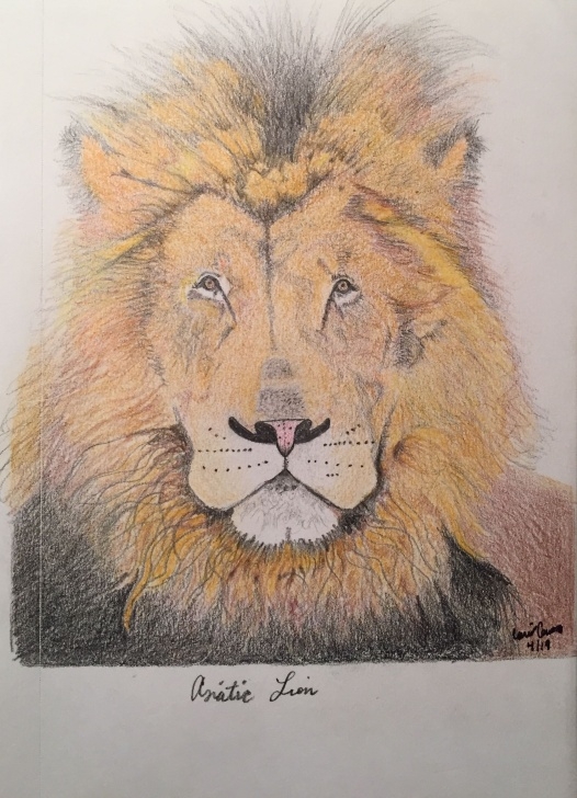 Inspiration Lion Colored Pencil Drawing Tutorial Asiatic Lion 7”X5.5” Color Pencil Drawing | Color Drawings And Photo