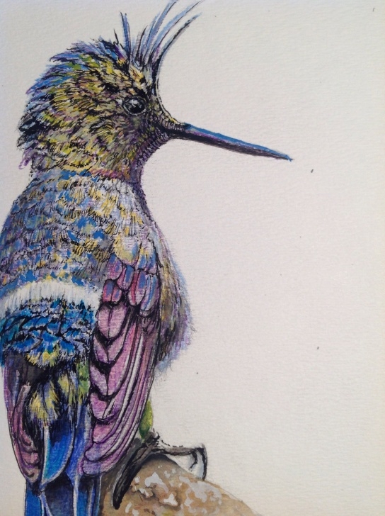 Inspiration Pencil And Watercolor Free Wire-Crested Thorntail Colored Pencil And Watercolor (For Sale See Pictures