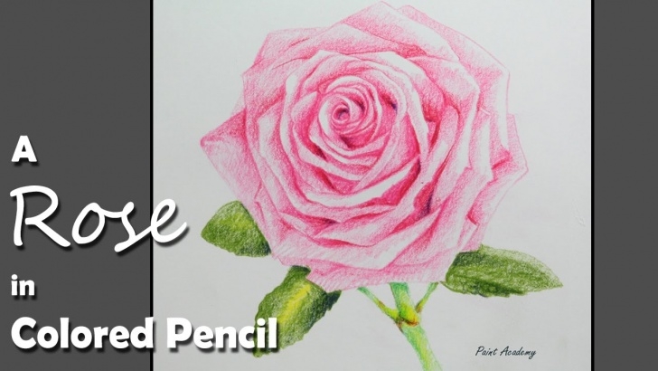 Inspiration Rose Color Pencil Drawing Lessons How To Draw A Rose In Colored Pencil Images