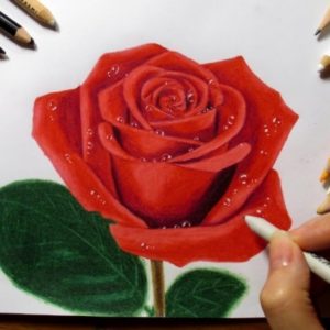 Rose Drawing Colour