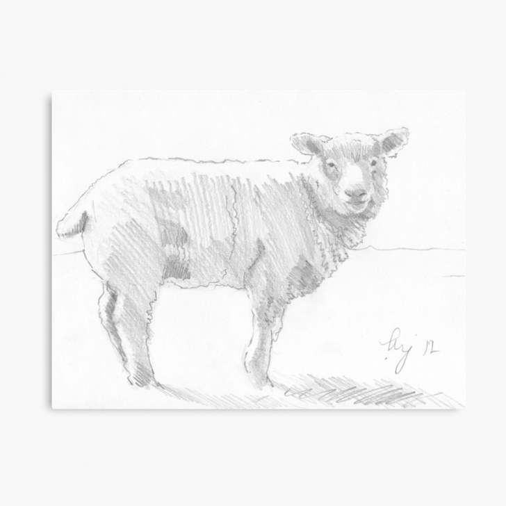 Inspiration Sheep Pencil Drawing Techniques Sheep Pencil Drawing | Canvas Print Pics